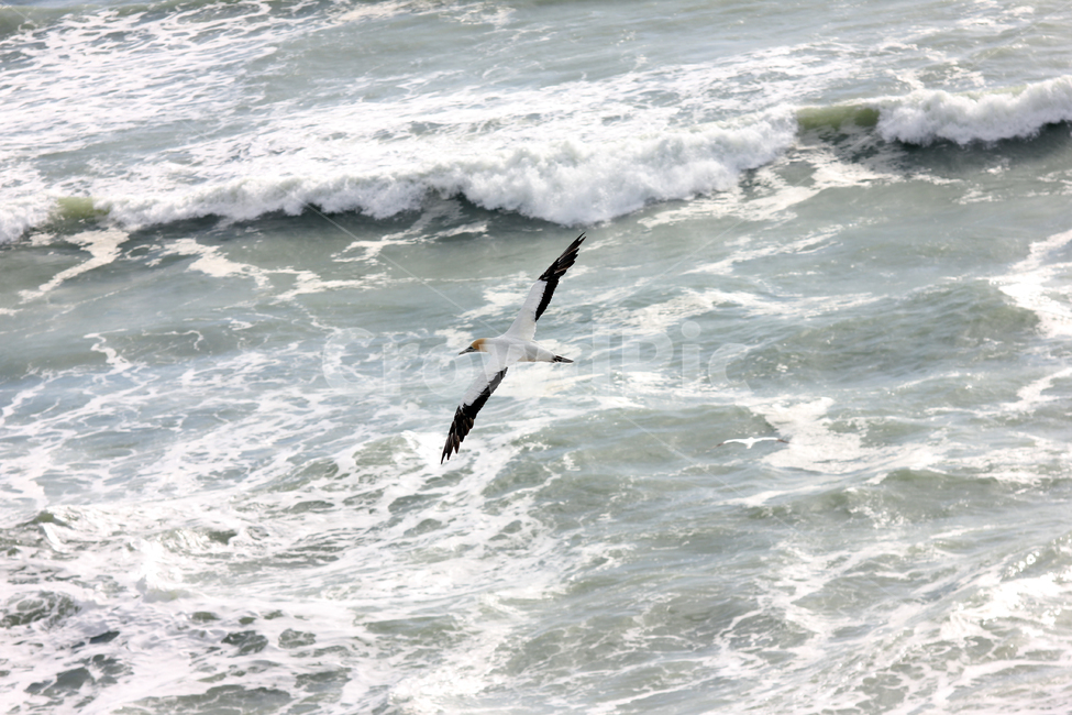 가넷,갈매기,새,garnet,seagull,gull,바다새,하늘,바다,둥지,동물,animal,조류,새,birds