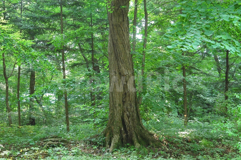 나무,거목,자연,숲,나뭇잎,나무숲,공기,상쾌함,산,수풀,산림,식물,식물,자연,plants,nature,나무,trees,wood