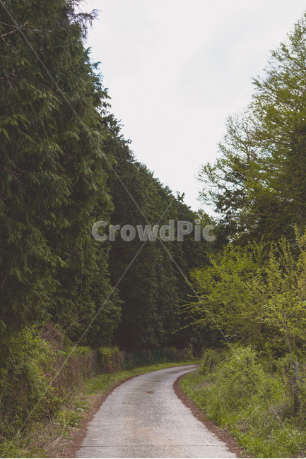 나무,tree,외로움,한적함,녹색,풀숲,나무숲,숲,자연,풍경,nature,landscape,road,도로,plant,식물,fir,전나무,asphalt,아스팔트