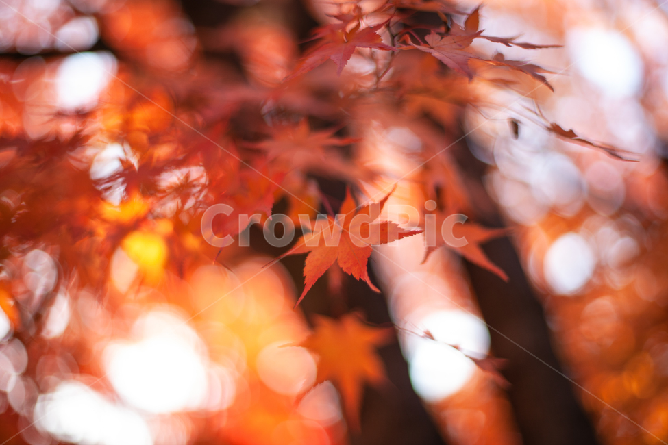 단풍,가을,maple,단풍나무,autumn,fall,가을,계절,fall,autumn,season,leaf,잎,plant,식물,tree,나무