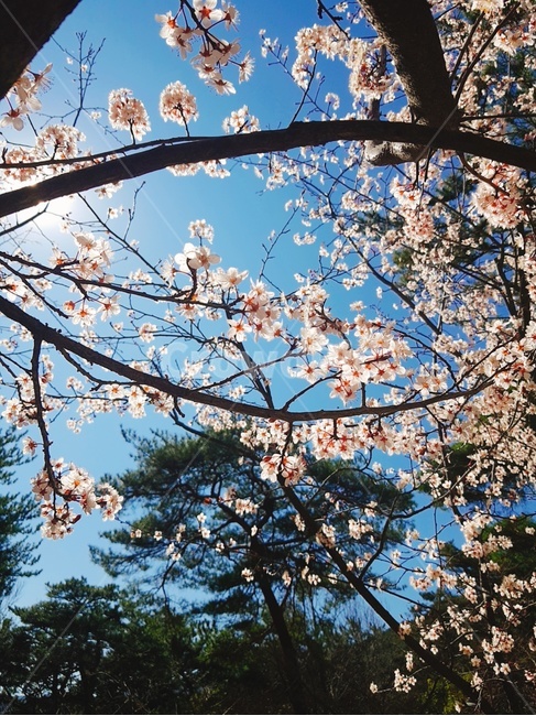 꽃,벚꽃,봄,나무,blossom