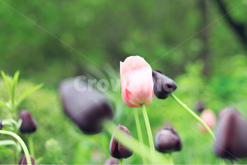 꽃,식물,튜울립,자연,꽃망울,튤립,tulip,외떡잎식물,beauty,flower,감성,인포커싱,핑크,식물,자연,plants,nature,꽃,flower