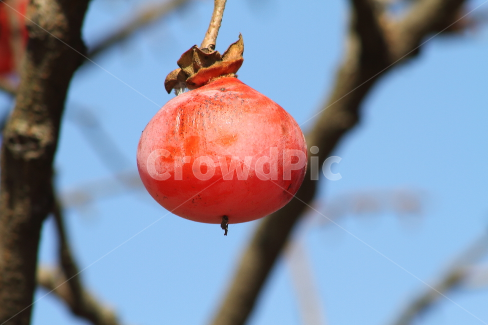 감,홍시,반시감,가을,persimmon,fruit,식물,자연,plants,nature,과일,열매,fruit