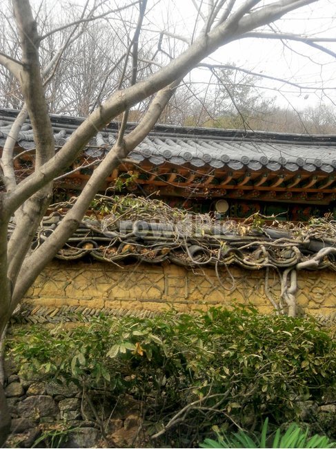 돌담,전통,담쟁이덩쿨,돌벽,전통가옥,2월,한적한