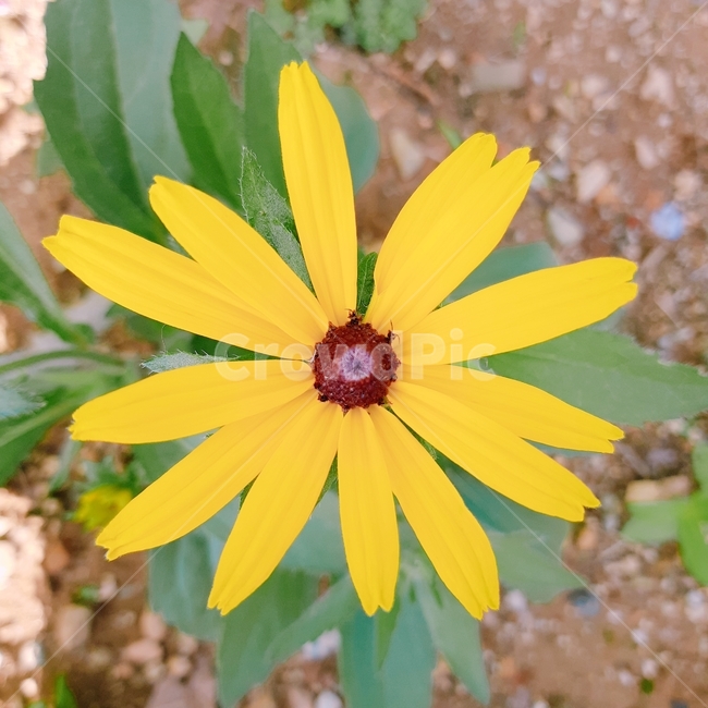 꽃,노란꽃,들꽃,풀잎,꽃잎,식물,자연,plants,nature,꽃,flower