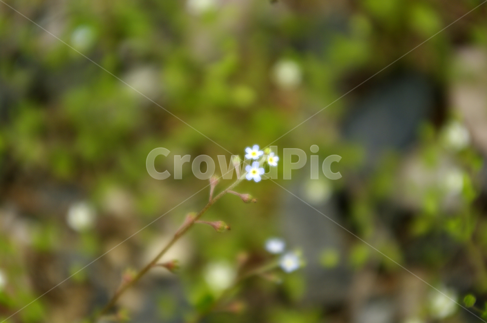 꽃,들꽃,flower,plant,식물,식물,자연,plants,nature,꽃,flower