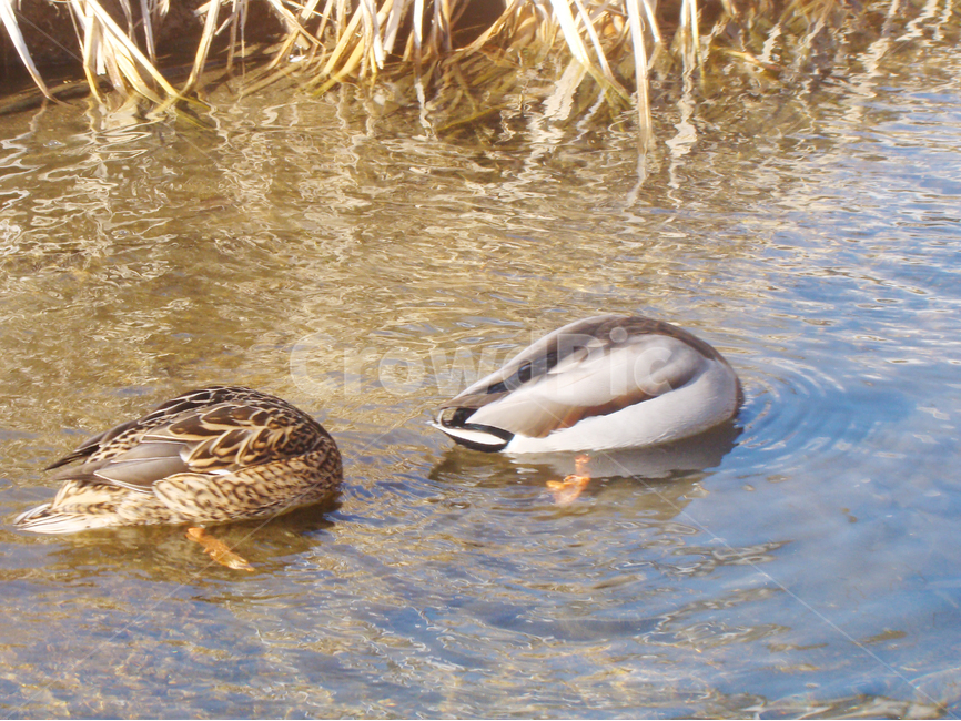 오리,조류,개울가,오리발,duck,순간,순간포착,웃음,목,유머,불광천,동물,animal,조류,새,birds