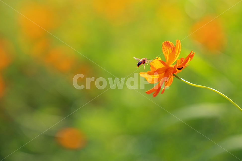 자연,꽃,감성,코스모스,꿀벌,황화코스모스,식물,자연,plants,nature,꽃,flower,동물,animal,곤충,벌레,insect,bug