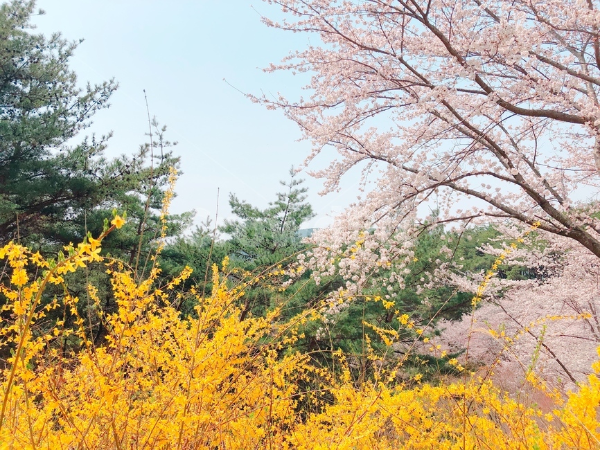 봄,벚꽃,개나리,나무,노랑,분홍,초록,감성,따듯함,따뜻함,식물,꽃,plant,cherryblossoms,forsythia,yellow,pink,green
