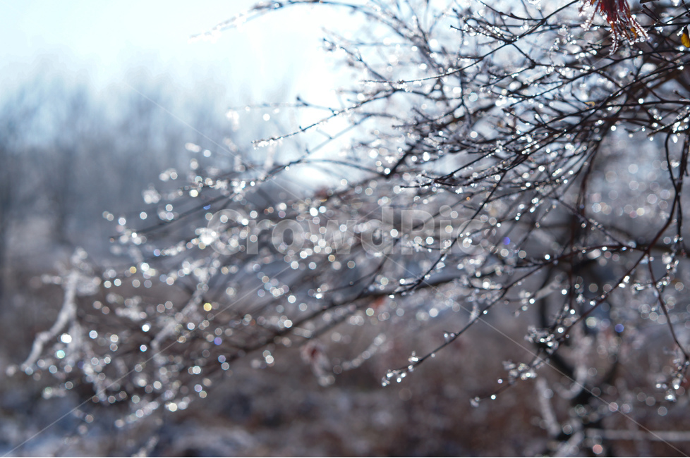 물방울,보케,풍경,나무,이슬,식물,자연,plants,nature,나무,trees,wood,감성,sensible,feeling,휴식,힐링,rest,relaxation,healing