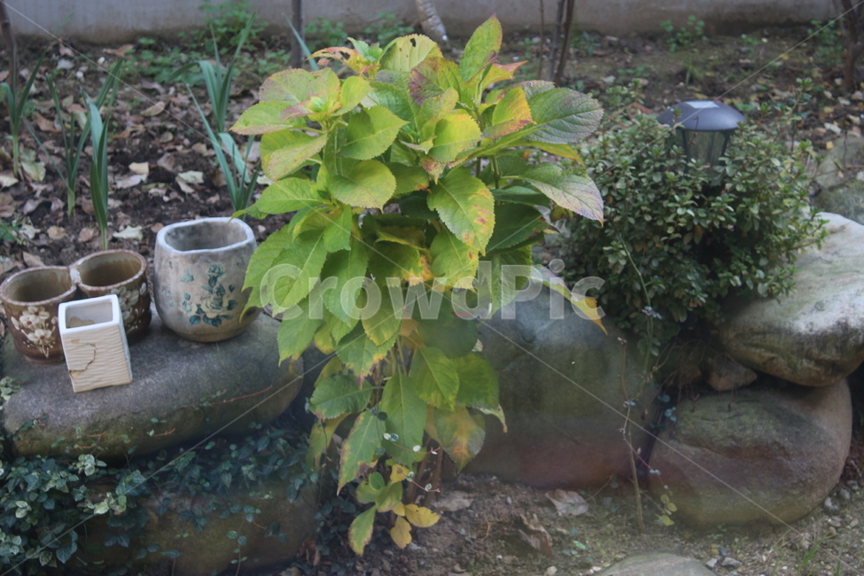 식물,나무,분재,화분,tree,분수,나뭇가지,잎파리,가지,식물,자연,plants,nature