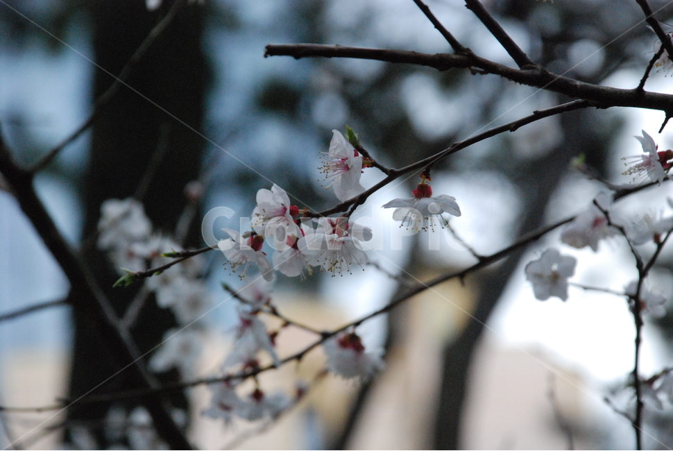 꽃,벚꽃,매화,봄,겨울,봄꽃,겨울꽃,꽃잎,flower,cherryblossom,spring,winter,식물,자연,plants,nature,꽃,flower