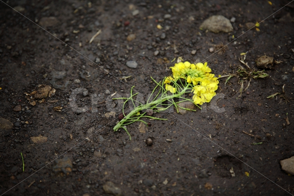 유채꽃,제주도,봄,느낌,감성,꽃,떨어짐,배경,ppt,식물,자연,plants,nature,감성,sensible,feeling,꽃,flower