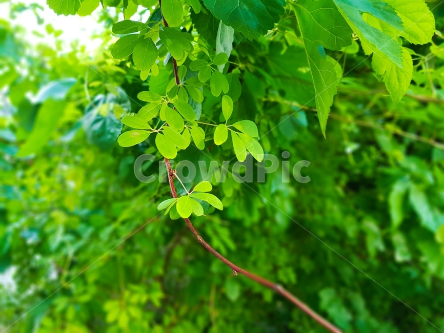 정글,잎,식물,열매,leaf,식물,자연,plants,nature