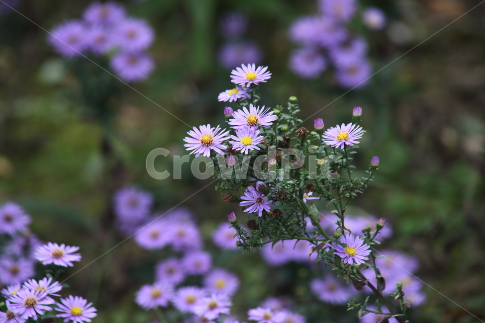 아스타,국화과,aster,flower,꽃