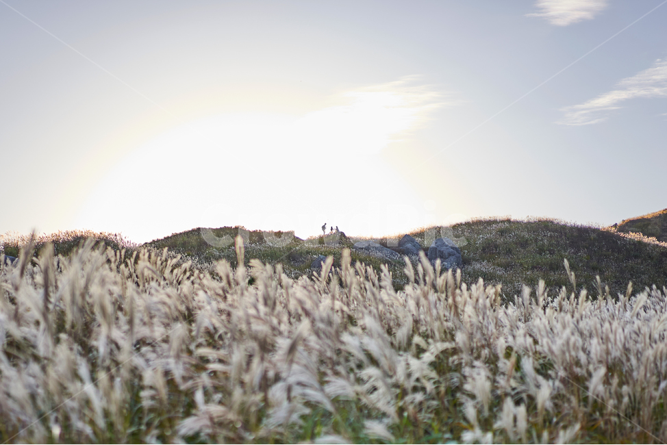 가을,억새,억새밭,힐링,풍경,가을산,쓸쓸함,가을,계절,fall,autumn,season,자연,풍경,nature,landscape,식물,plants,plant,grass,잔디,lawn