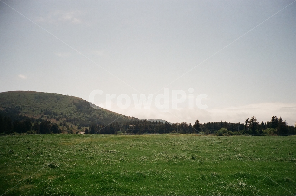 제주도,자연,풍경,초록,들판,나무,필름사진,자연,풍경,nature,landscape,outdoors,옥외,field,들,grassland,목초지