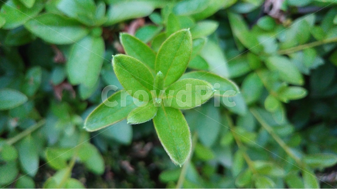 녹색,자연,배경,초록,신선함,식물,자연,plants,nature