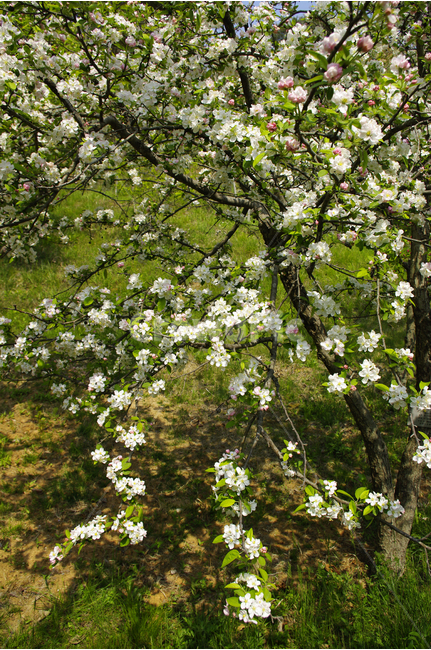 꽃사과,식물,flower,plants,nature,꽃,꽃봉오리,color,나무,식물,자연,plants,nature,꽃,flower