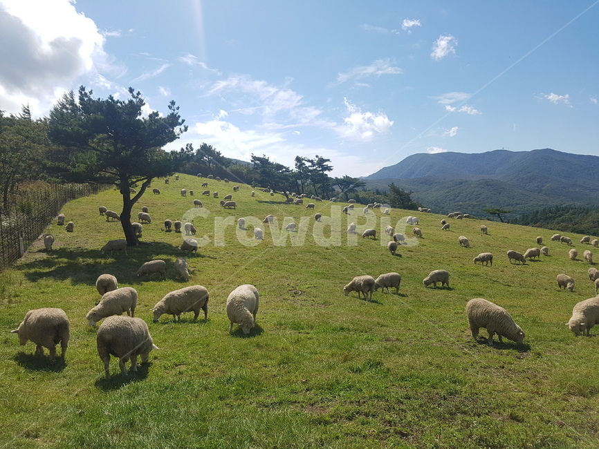 양,목초지,농장,목장,방목,들판,sheep,동물,농촌,farm,countryside,자연,풍경,nature,landscape,목축업,목장,livestock farming,ranching,pasture,mammal,포유류,animal,grassland,field,들,outdoors,옥외,meadow,ranch,rural,grazing