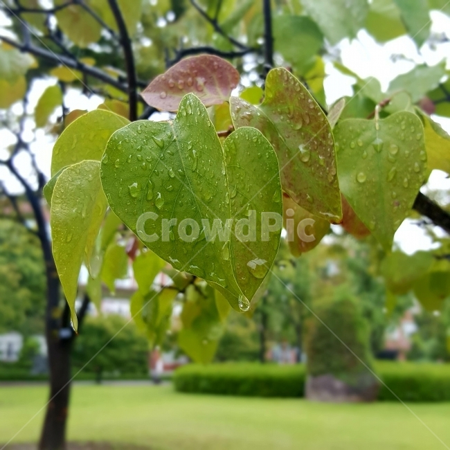 비,감성,스냅,나뭇잎,자연,풍경,natural,rain,rainyday,snap,nature,landscape,outfocus,아웃포커싱,감성사진,물방울,학교,캠퍼스,campus,나무,tree,waterdrop,sensitivity,적적함,식물,자연,plants,nature