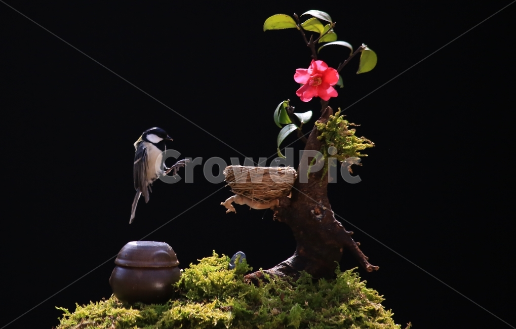 plant,식물,animal,동물,bird,새,새집,동박새,이끼,항아리,동백,동백꽃,식물,자연,plants,nature,꽃,flower,동물,animal,조류,새,birds