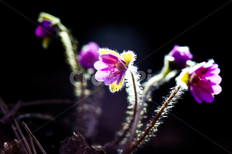 노루귀,야생화,식물,꽃,봄,flower,plant,blossom,식물,자연,plants,nature,꽃,flower