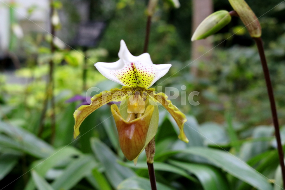 난,주머니난,꽃,주머니난꽃,난초과,식물,야생화,식물원,식물,자연,plants,nature,꽃,flower