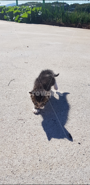 고양이,cat,야옹이,나비,냥이,동물,animal,포유류,mammal,고양이,cat,kitten,kitty
