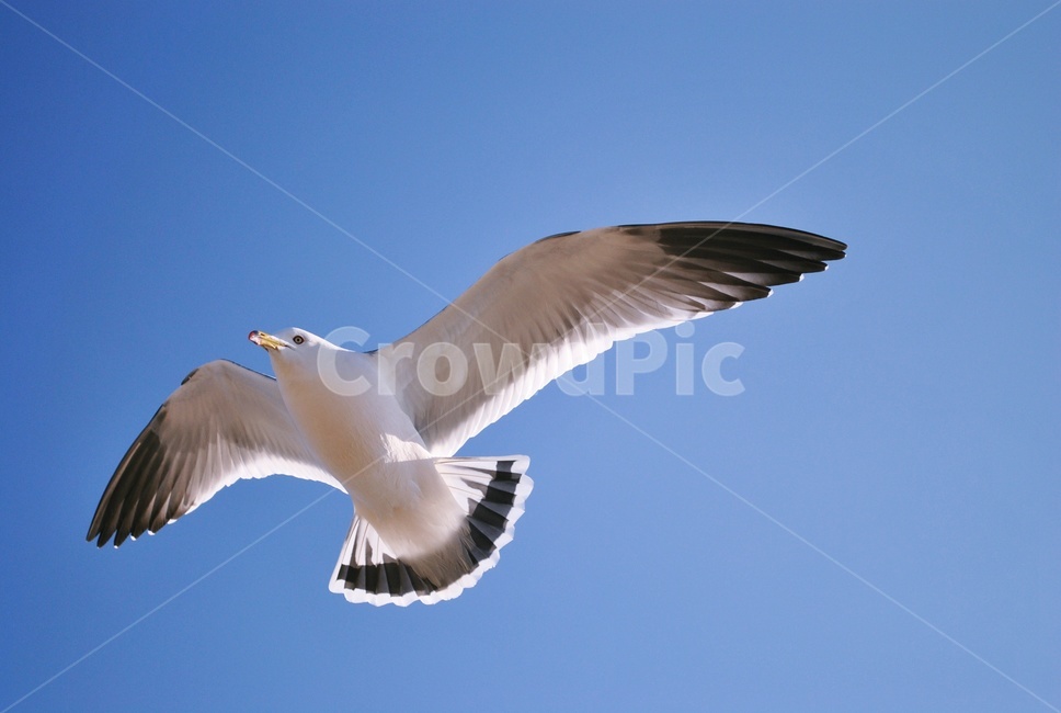 갈매기,비행,날개,하늘,조류,seagull,flying,wing,sky,bird,동물,animal,조류,새,birds