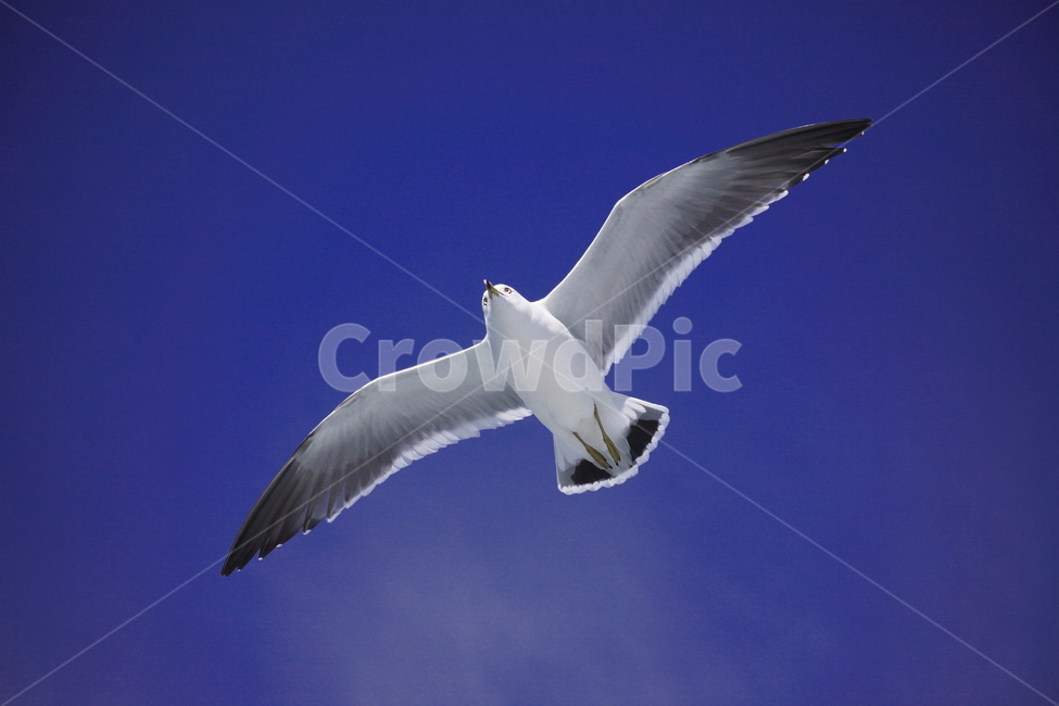 갈매기,바다새,대형조류,commongull,mewgull,laruscrassirostris,괭이갈매기,동물,animal,조류,새,birds