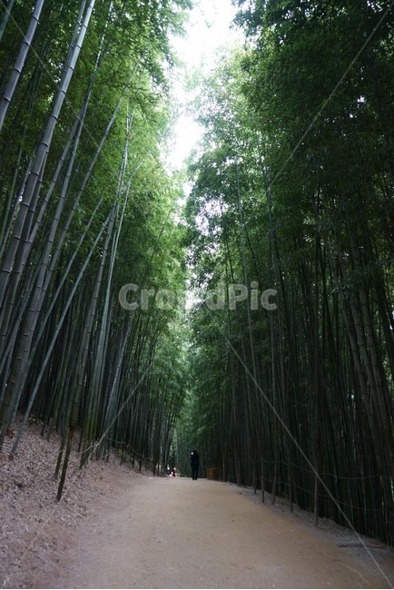 대나무,숲,한국,관광지,식물,자연,풍경,nature,landscape,plant