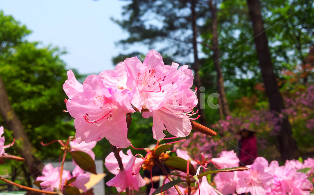 꽃,식물,분홍꽃,철쭉,봄꽃,분홍색,활짝,봄,봄,계절,spring,season,식물,자연,plants,nature,꽃,flower,geranium,제라늄,plant,blossom