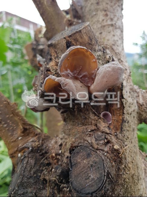 목이버섯,목이,버섯,머쉬룸,mushroom,fungus,진균류,뽕나무버섯