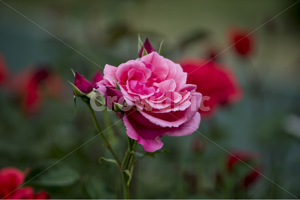 장미,꽃,식물,로즈,야생화,식물,자연,plants,nature,꽃,flower