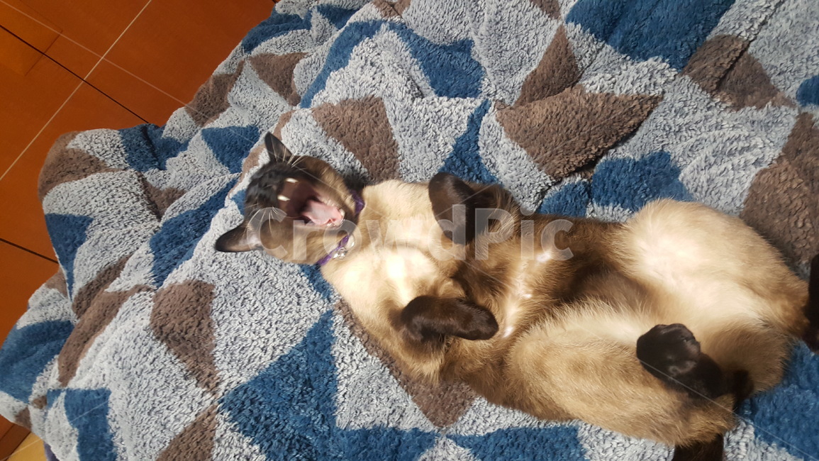 고양이,샴,샴고양이,개냥이,반려묘,반려동물,동물,냥이,냐옹이,cat,동물하품,하품,동물,animal,포유류,mammal,고양이,cat,kitten,kitty