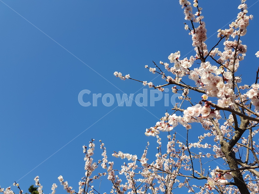 식물,꽃,벚꽃,하늘,꽃놀이,화창한,흰색,봄,계절,spring,season,plant,blossom,flower