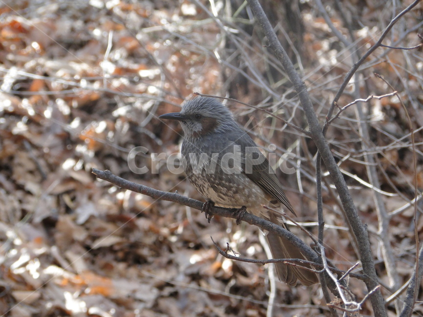 새,참새,동물,bird,animal