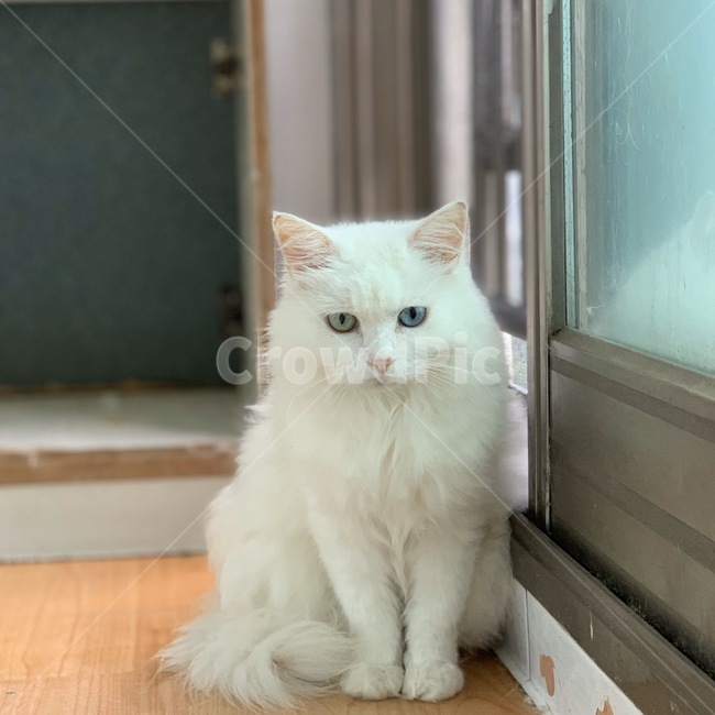 고양이,오드아이,터키시,터키시앙고라,반려묘,흰고냥이,동물,animal,포유류,mammal,고양이,cat,kitten,kitty
