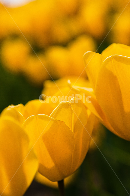 튤립,정원,꽃,식물,튤립정원,봄,계절,spring,season,식물,자연,plants,nature,꽃,flower,plant,insect,곤충,invertebrate,무척추 동물,bee,벌,animal,동물
