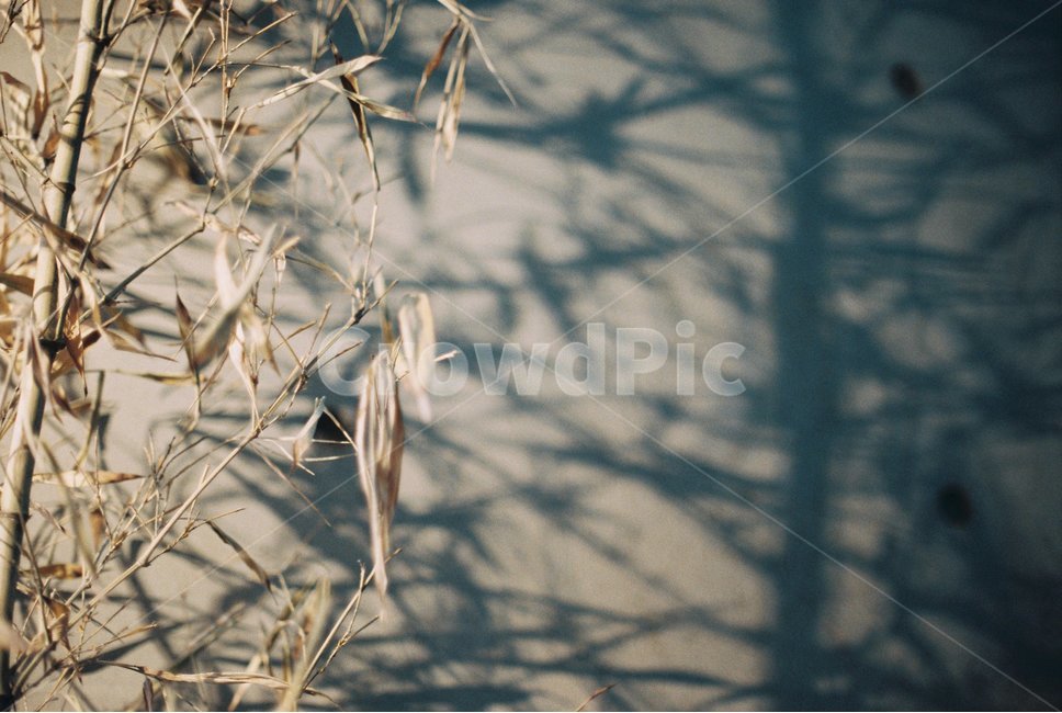 식물,그림자,식물그림자,빛,필름,필름사진,plant,shadow,light,film