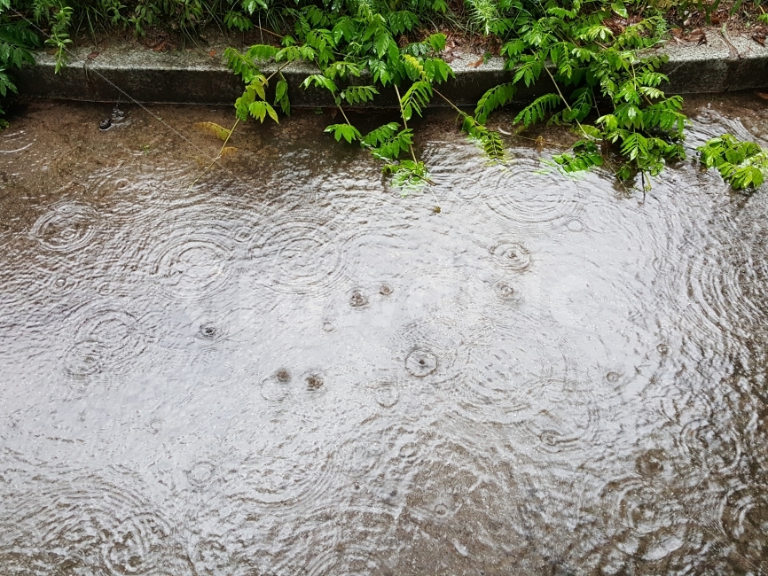 비,빗방울,여름,물,감성,여름,계절,summer,season,비,비오는날,rain,rainy,nature,자연,outdoors,옥외
