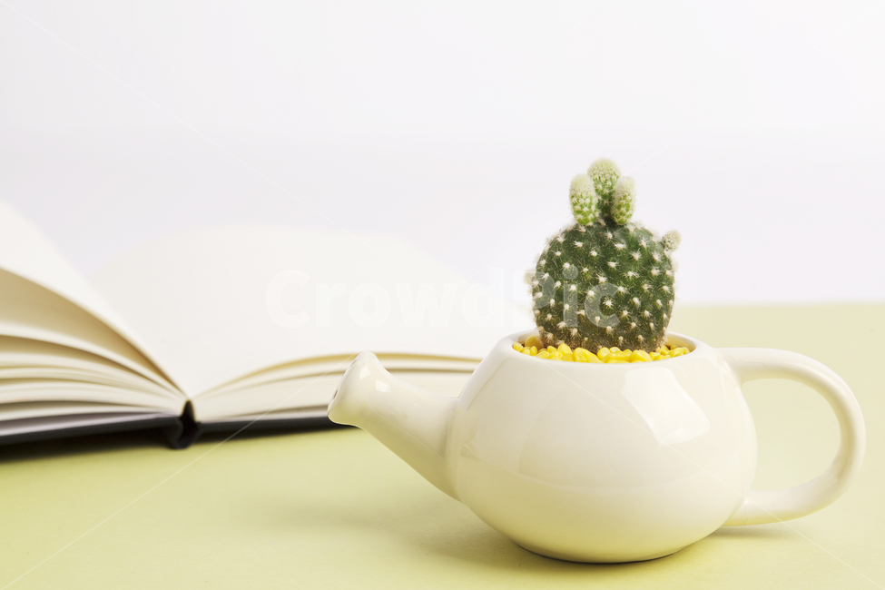 선인장,다육식물,다육이,봄,반려식물,식물,자연,plants,nature,실내용화초,화분,화초,house plant,사물,물건,오브젝트,thing,object,matter,연출,컨셉,콘셉,direction,concept