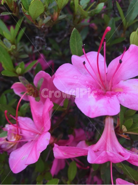 꽃,이슬,나팔꽃,물방울,분홍꽃,식물,자연,plants,nature,꽃,flower