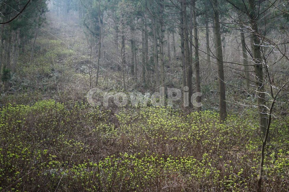 산,나무,꽃,숲,자연,forest,tree,flower,nature