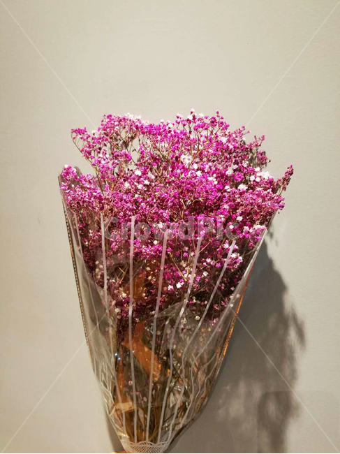 꽃,꽃다발,핑크,안개꽃,배경,선물,꽃선물,조화,핑크꽃,pink,flower,blossom,plant,식물