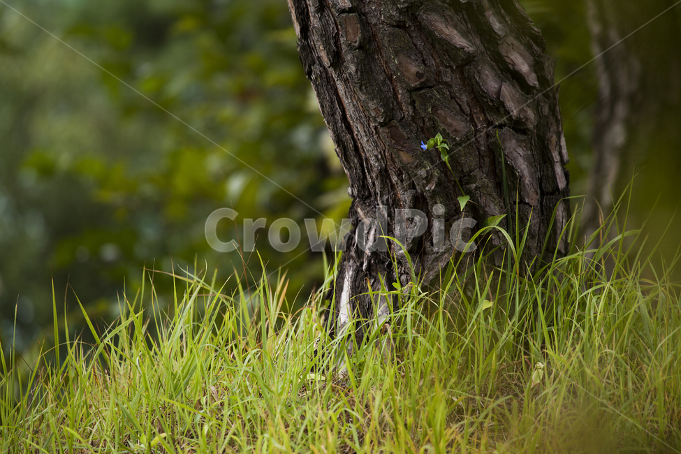 녹색,여름,소나무,green,pinetree,plants