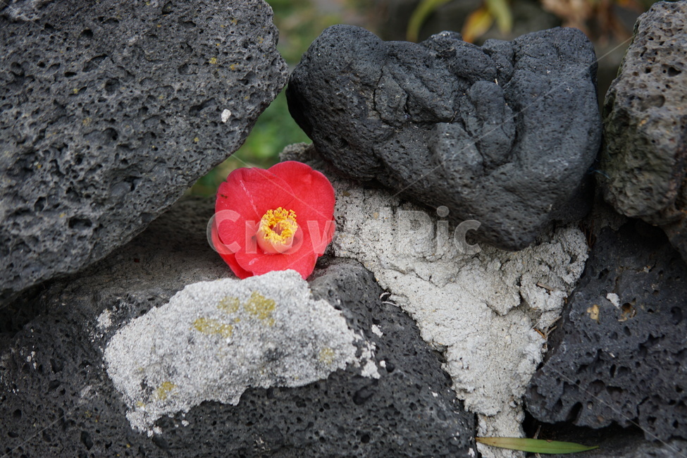 동백,현무암,돌,제주,꽃,제주도,jeju,jeju island,꽃,flower,plant,식물