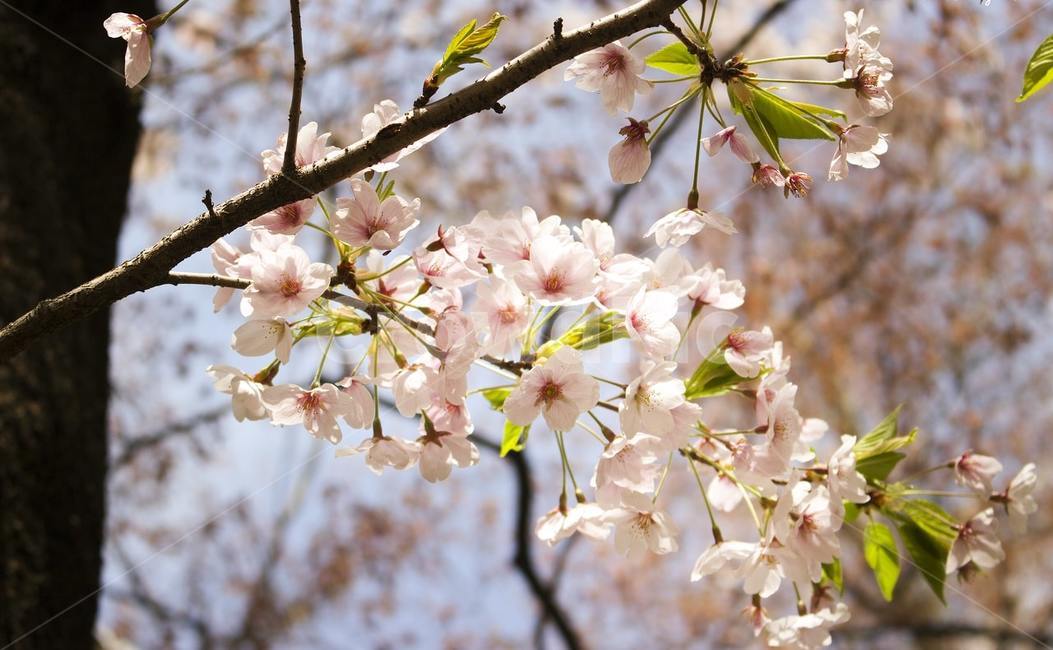 벚꽃,벚나무,나무,꽃,flower,blossom,식물,plant,식물,자연,plants,nature,꽃,flower