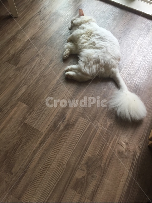 꿀잠,낮잠,편안함,덩그러니,깨꾸닥,동물,animal,포유류,mammal,고양이,cat,kitten,kitty